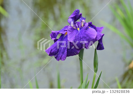 雄峰・花菖蒲 132928836