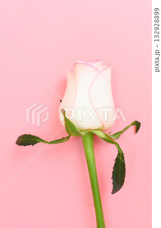 beautiful pastel rose flower on pink background, valentine day beautiful pastel rose flower on pink background, valentine day 132928899