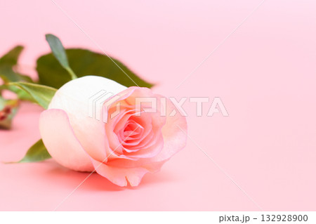 beautiful pastel rose flower on pink background, valentine day beautiful pastel rose flower on pink background, valentine day 132928900