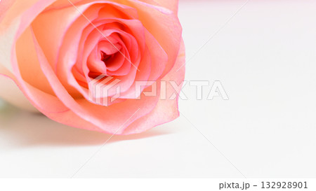beautiful pink rose flower isolated on white background, valentine day beautiful pink rose flower isolated on white background, valentine day 132928901