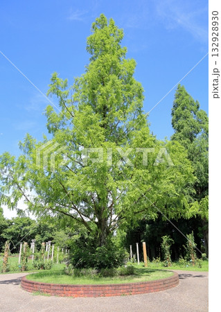 夏の公園　メタセコイアの木 132928930