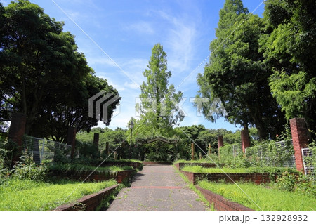 夏の公園　メタセコイアの木 132928932