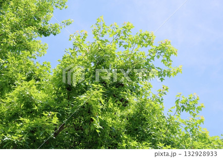 夏の公園 爽やか 唐楓の葉 夏の公園 爽やか 唐楓の葉 132928933