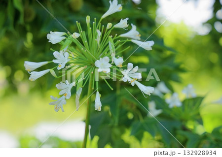 爽やか　アガパンサスの花 132928934