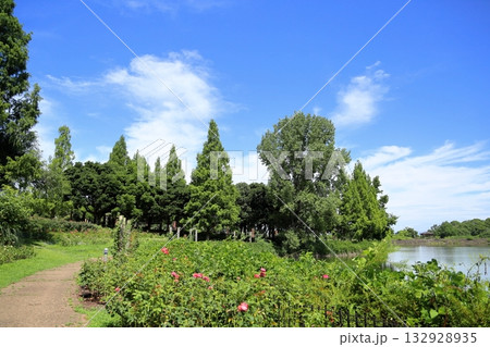 夏の公園　 132928935