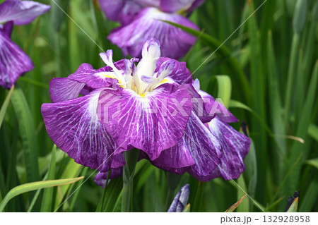 花菖蒲・水無月園 132928958