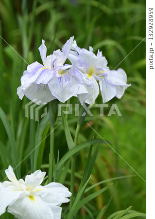 花菖蒲・水無月園 花菖蒲・水無月園 132928959