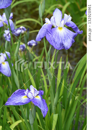 花菖蒲・水無月園 花菖蒲・水無月園 132928961