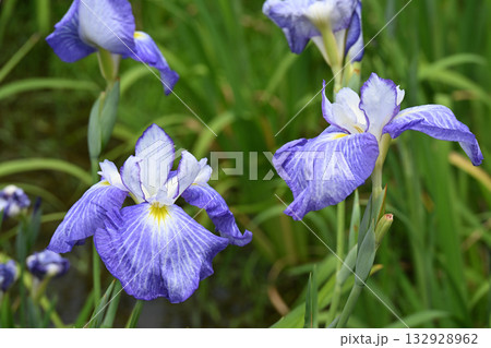 花菖蒲・水無月園 132928962
