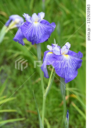 花菖蒲・水無月園 132928963