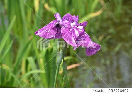 七福神・花菖蒲 132928967