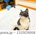 青いオモチャで遊ぶ白黒猫 132929008