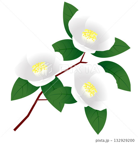 ツバキ　花　年賀状　アイコン	 132929200