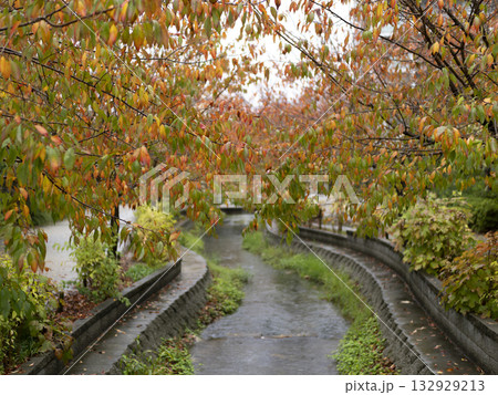せせらぎ沿いの雨に濡れた桜の紅葉 せせらぎ沿いの雨に濡れた桜の紅葉 132929213