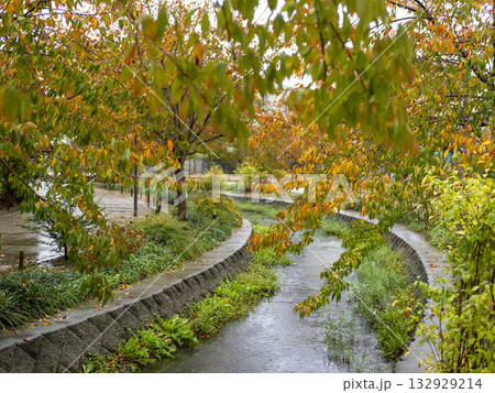 せせらぎ沿いの雨に濡れた桜の紅葉 132929214