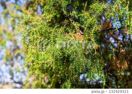 Close-up of Juniperus rigida branch with sharp green needles and small brown cones. Detailed view of cypress family foliage in natural sunlight. 132929321