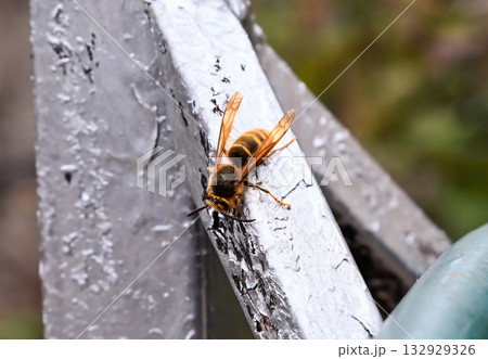 Asian hornet on a metal surface in Primorsky Krai, Russian Far East, close up macro view of the insect with detailed wings and body pattern. Asian hornet on a metal surface in Primorsky Krai, Russian Far East, close up macro view of the insect with detailed wings and body pattern. 132929326