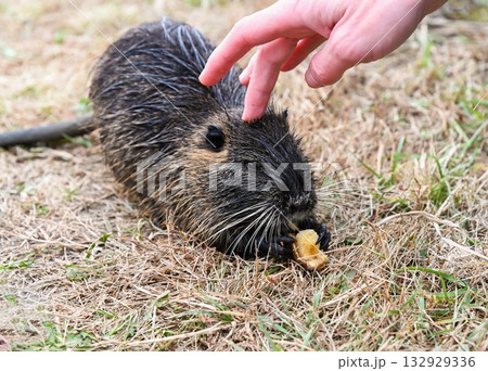 Nutria Myocastor coypus eating a banana while a human hand pets its head. Brown wet fur rodent with whiskers and webbed feet near water outdoors. 132929336
