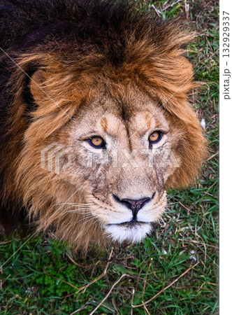 Close-up of a majestic male lion with golden mane resting on green grass in Primorsky Krai, Russia, showing calm and powerful expression. 132929337