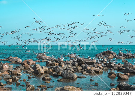 Seagulls flying and resting on coastal rocks by the Sea of Japan in Vladivostok, Primorsky Krai. Calm seascape with blue sky and clear water. 132929347