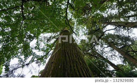 高千穂神社の杉 132929880