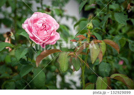 A rose bud before blooming in the garden. Roses are best known as ornamental plants grown for their flowers in the garden and sometimes indoors. 132929899