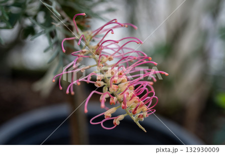 Pink Grevillea flowers blooming in the garden. 132930009
