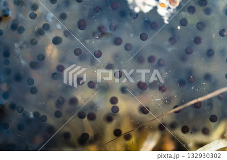 カエルの卵塊　春の風景 132930302