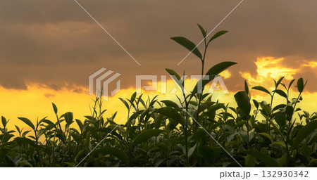 Green tea tree leaves field Fresh young tender bud herbal in farm on summer morning. Sunlight Green tea tree plant camellia sinensis in organic farm. Close up Tree tea plant green nature in morning 132930342