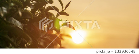 Banner Green tea tree leaves camellia sinensis organic farm sunlight. Panorama Fresh young tender bud herbal farm in morning. Banner Sunlight Green tea tree plant. Wide Green Tea Tree with copy space 132930349