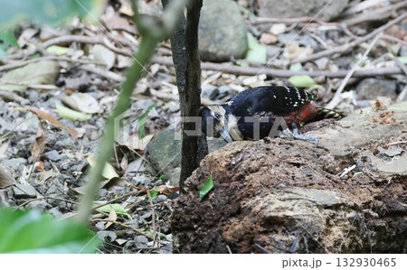 倒木に止まるオーストンオオアカゲラのメス 倒木に止まるオーストンオオアカゲラのメス 132930465