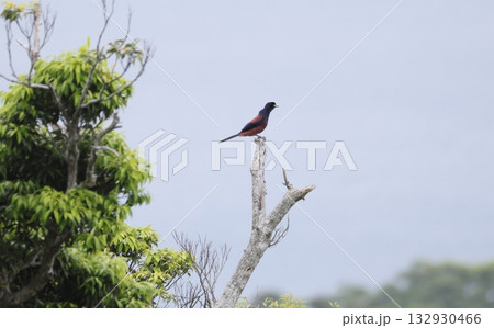 枯れ木に止まるルリカケス 132930466