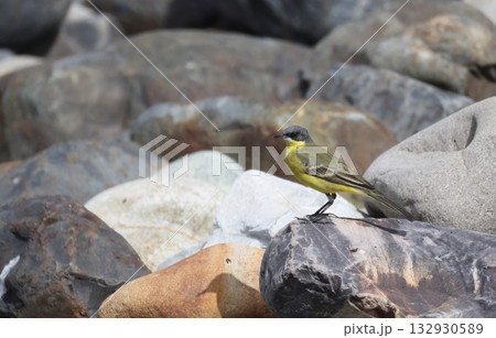 岩に止まるキタツメナガセキレイ 132930589