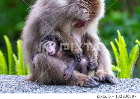 ヤクザル親子　毛づくろい　世界自然遺産屋久島(夏 132930597