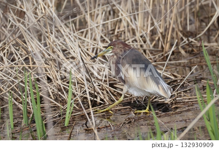 湿地を歩く夏羽のアカガシラサギ 湿地を歩く夏羽のアカガシラサギ 132930909