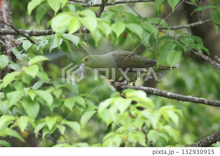 ズアカアオバトのメス 132930915