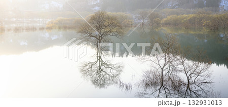 白川湖の水没林　春の風景 132931013