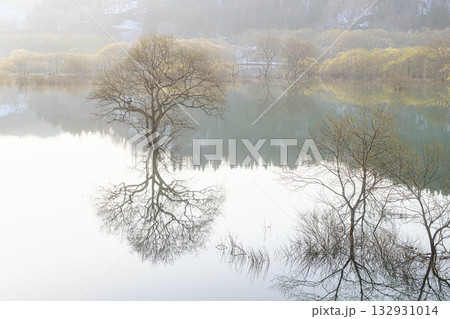 白川湖の水没林 春の風景 白川湖の水没林 春の風景 132931014