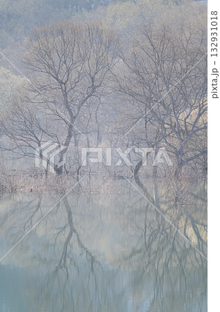 白川湖の水没林 春の風景 白川湖の水没林 春の風景 132931018