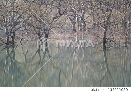 白川湖の水没林 春の風景 白川湖の水没林 春の風景 132931020