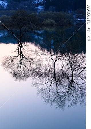 朝焼けの色に染まる湖面と樹木のシルエット 132931025