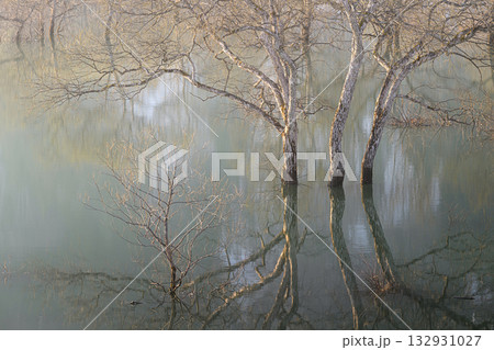 白川湖の水没林　春の風景 132931027