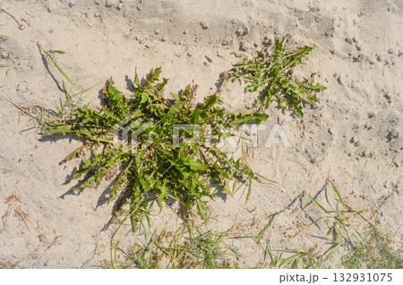 Milkweed grass with spreading leaves on the sand in summer 132931075