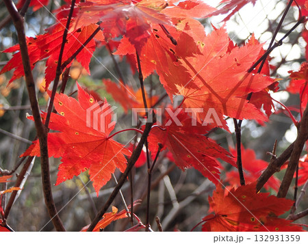 ハウチワカエデの美しく紅葉した葉 132931359