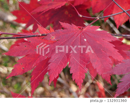 ハウチワカエデの美しく紅葉した葉 132931360