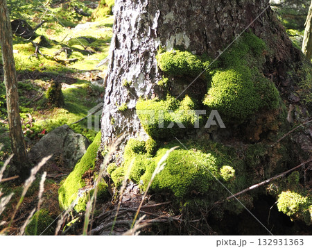 樹木の幹に生えている苔 132931363