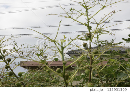 イチジクのハスモンヨトウ虫による食害 132931599
