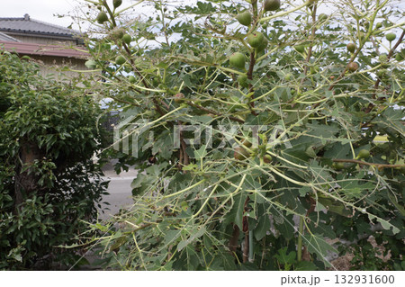 イチジクのハスモンヨトウ虫による食害 イチジクのハスモンヨトウ虫による食害 132931600
