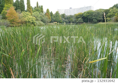 井の頭公園 井の頭公園 132931642