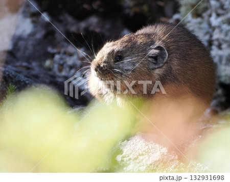 氷河期からの生き残りナキウサギ 132931698